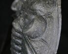 Zlichovaspis Rugosa Trilobite - Free-Standing Prep #18620-8